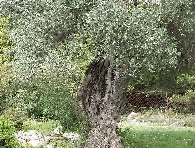 Nyaraló Tsapoula Muszáta